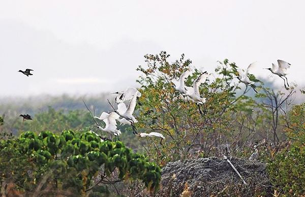 海丰鸟类保护区发现逾百只黑脸琵鹭集聚